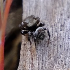 Hasarius adansonii (Adanson's house jumper) at Block 402 - 28 Oct 2020 by Kurt