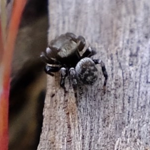 Hasarius adansonii at Denman Prospect, ACT - 28 Oct 2020