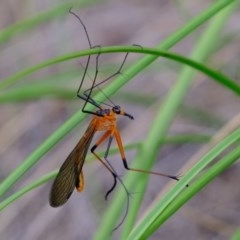 Harpobittacus australis (Hangingfly) at Block 402 - 28 Oct 2020 by Kurt