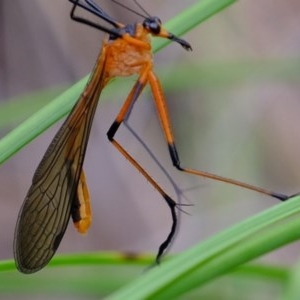 Harpobittacus australis at Denman Prospect, ACT - 28 Oct 2020