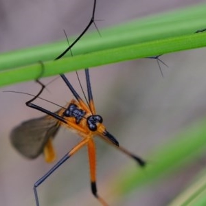 Harpobittacus australis at Denman Prospect, ACT - 28 Oct 2020