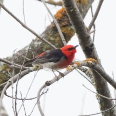 Myzomela sanguinolenta (Scarlet Honeyeater) at Uriarra Recreation Reserve - 28 Oct 2020 by patrickcox