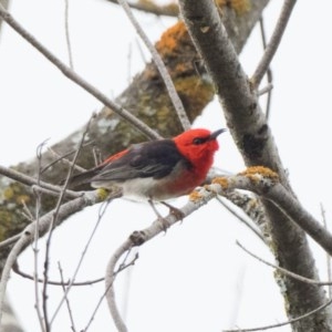 Myzomela sanguinolenta at Coree, ACT - 28 Oct 2020