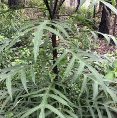 Solanum aviculare (Kangaroo Apple) at Budgong, NSW - 26 Oct 2020 by Ry