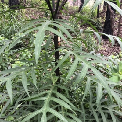 Solanum aviculare (Kangaroo Apple) at Budgong, NSW - 26 Oct 2020 by Ry