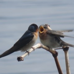 Hirundo neoxena (Welcome Swallow) at Jerrabomberra Wetlands - 26 Oct 2020 by roymcd