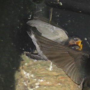 Hirundo neoxena at Fyshwick, ACT - 26 Oct 2020