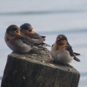 Hirundo neoxena at Fyshwick, ACT - 26 Oct 2020