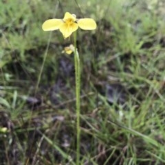 Diuris amabilis (Large Golden Moth) at Gundaroo, NSW - 24 Oct 2020 by SueMcIntyre