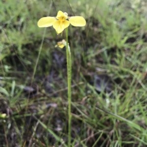 Diuris amabilis at Gundaroo, NSW - 24 Oct 2020