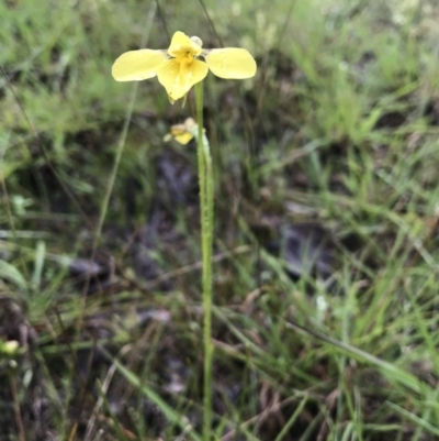 Diuris amabilis (Large Golden Moth) at Gundaroo, NSW - 24 Oct 2020 by SueMcIntyre