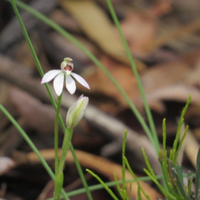 Caladenia carnea (Pink Fingers) at Paddys River, ACT - 9 Apr 2017 by Liam.m