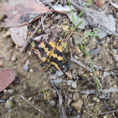 Termessa laeta (Lithosiini) at Paddys River, ACT - 1 Oct 2017 by Liam.m