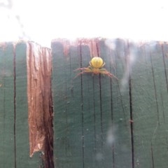 Lehtinelagia sp. (genus) (Flower Spider or Crab Spider) at Paddys River, ACT - 30 Sep 2017 by Liam.m