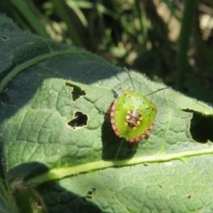 Nezara viridula (Green vegetable bug) at Macarthur, ACT - 24 Oct 2020 by Liam.m