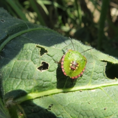 Nezara viridula (Green vegetable bug) at Macarthur, ACT - 24 Oct 2020 by Liam.m