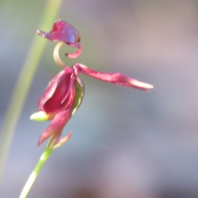 Caleana major (Large Duck Orchid) at Callala Creek Bushcare - 19 Nov 2017 by Liam.m