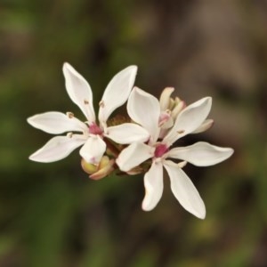 Burchardia umbellata at Kambah, ACT - suppressed