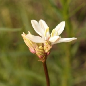 Burchardia umbellata at Kambah, ACT - suppressed