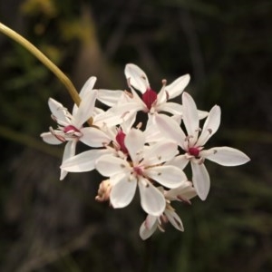 Burchardia umbellata at Kambah, ACT - suppressed