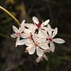 Burchardia umbellata at suppressed - 28 Oct 2020