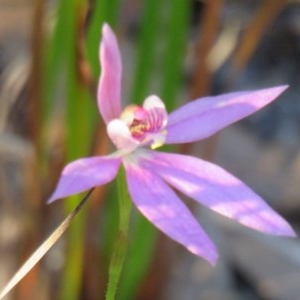 Caladenia hillmanii at Myola, NSW - 19 Nov 2017