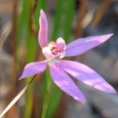 Caladenia hillmanii (Purple Heart Orchid) at Callala Creek Bushcare - 19 Nov 2017 by Liam.m