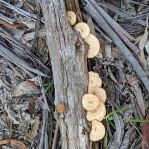 Lentinus arcularius at Hughes, ACT - 28 Oct 2020