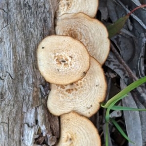 Lentinus arcularius at Hughes, ACT - 28 Oct 2020