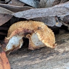 Lentinus arcularius at Hughes, ACT - 28 Oct 2020