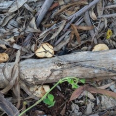 Lentinus arcularius at Hughes, ACT - 28 Oct 2020