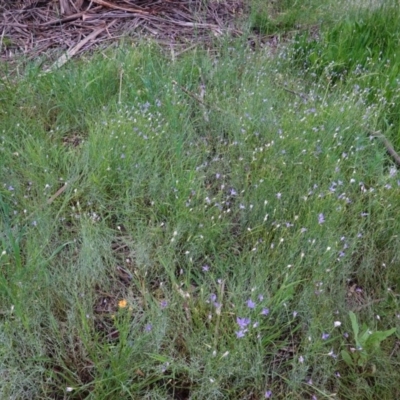 Wahlenbergia multicaulis (Tadgell's Bluebell) at Hughes Grassy Woodland - 28 Oct 2020 by JackyF