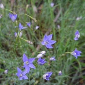 Wahlenbergia multicaulis at Deakin, ACT - 28 Oct 2020 06:32 PM