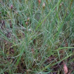 Wahlenbergia multicaulis at Deakin, ACT - 28 Oct 2020