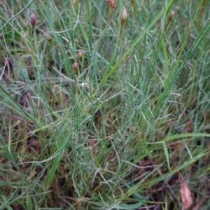 Wahlenbergia multicaulis at Deakin, ACT - 28 Oct 2020 06:32 PM