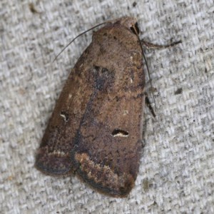 Proteuxoa hypochalchis at O'Connor, ACT - 14 Oct 2020