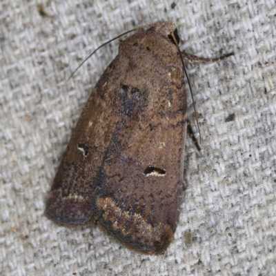 Proteuxoa hypochalchis (Black-bar Noctuid) at O'Connor, ACT - 14 Oct 2020 by ibaird