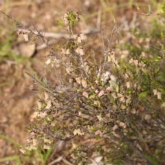 Cryptandra amara (Bitter Cryptandra) at Kambah, ACT - 28 Oct 2020 by Sarah2019