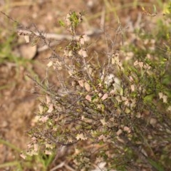 Cryptandra amara (Bitter Cryptandra) at Mount Taylor - 28 Oct 2020 by Sarah2019