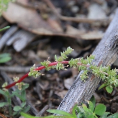Crassula sieberiana (Austral Stonecrop) at Red Hill to Yarralumla Creek - 28 Oct 2020 by LisaH