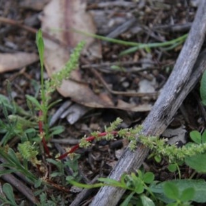 Crassula sieberiana at Hughes, ACT - 28 Oct 2020