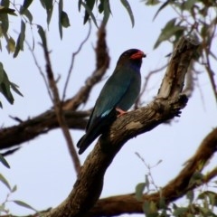 Eurystomus orientalis (Dollarbird) at Hughes, ACT - 28 Oct 2020 by LisaH