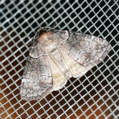 Dysbatus undescribed species (A Line-moth) at O'Connor, ACT - 18 Oct 2020 by ibaird