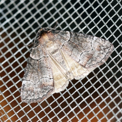 Dysbatus undescribed species (A Line-moth) at O'Connor, ACT - 18 Oct 2020 by ibaird