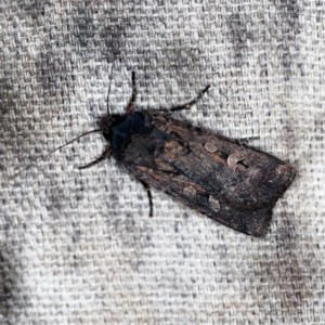 Agrotis infusa at O'Connor, ACT - 18 Oct 2020