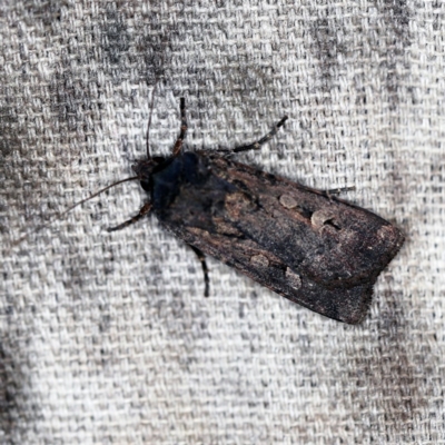 Agrotis infusa (Bogong Moth, Common Cutworm) at O'Connor, ACT - 18 Oct 2020 by ibaird