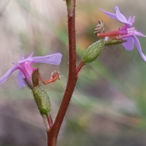 Stylidium graminifolium at Cook, ACT - 16 Oct 2020 09:51 AM