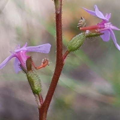 Stylidium graminifolium (Grass Triggerplant) at Cook, ACT - 15 Oct 2020 by drakes