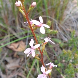 Stylidium graminifolium at Cook, ACT - 16 Oct 2020 09:51 AM