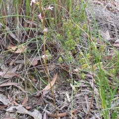 Stylidium graminifolium at Cook, ACT - 16 Oct 2020 09:51 AM